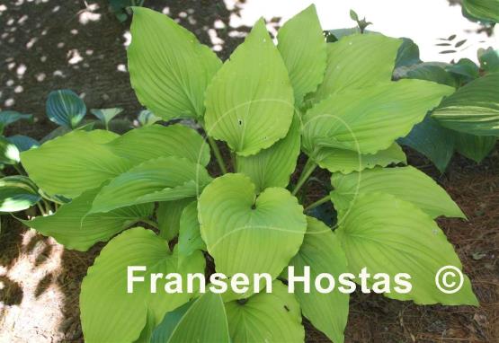 Hosta Jim Hawes